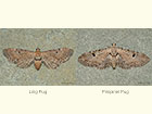  70.1791 Ling Pug and Pimpinel Pug Copyright Martin Evans 