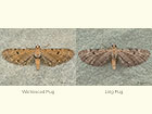  70.179 Wormwood Pug and Ling Pug Copyright Martin Evans 