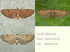  70.182 Currant Pug, Wormwood Pug and Bleached Pug Copyright Martin Evans 
