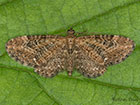  70.183 Common Pug Copyright Martin Evans 