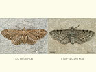  70.183 Common Pug and Triple-spotted Pug Highland form Copyright Martin Evans 
