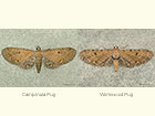  70.185 Campanula Pug and Wormwood Pug Copyright Martin Evans 