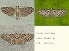  70.186 Yarrow Pug, Shaded Pug and Grey Pug Copyright Martin Evans 