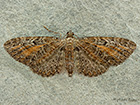  70.187 Tawny-speckled Pug - northern form Copyright Martin Evans 