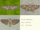  70.189 Shaded Pug, Grey Pug and Yarrow Pug Copyright Martin Evans 