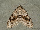  70.201 Barred Tooth-striped Copyright Martin Evans 