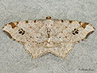  70.211 Peacock Moth Copyright Martin Evans 