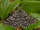  70.216 Netted Mountain Moth Copyright Martin Evans 