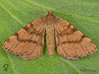  Rannoch Looper female Copyright Martin Evans 