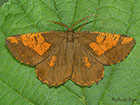  70.230 Orange Moth form Copyright Martin Evans 