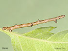 70.232 Large Thorn larva 29mm Copyright Martin Evans 