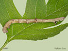  70.232 Large Thorn larva 36mm Copyright Martin Evans 