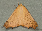  70.232 Large Thorn female Copyright Martin Evans 