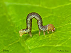  70.232 Large Thorn larva 3mm Copyright Martin Evans 