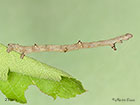  70.232 Large Thorn larva 27mm Copyright Martin Evans 