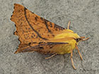 70.234 Canary-shouldered Thorn Copyright Martin Evans 