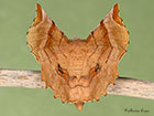  70.238 Lunar Thorn male from above Copyright Martin Evans 
