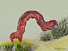  70.239 Purple Thorn larva 4mm Copyright Martin Evans 