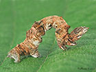  70.239 Purple Thorn larva 22mm Copyright Martin Evans 