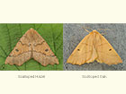  70.240 Scalloped Hazel and Scalloped Oak Copyright Martin Evans 