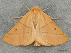  70.241 Scalloped Oak Copyright Martin Evans 