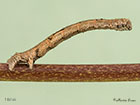  70.241 Scalloped Oak larva 16mm Copyright Martin Evans 
