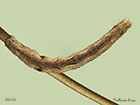  70.241 Scalloped Oak larva 46mm Copyright Martin Evans 
