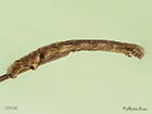  70.241 Scalloped Oak larva 37mm Copyright Martin Evans 