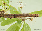  70.241 Scalloped Oak larva 31mm Copyright Martin Evans 