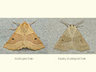  70.241 Scalloped Oak and Dusky Scalloped Oak Copyright Martin Evans 