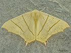  70.243 Swallow-tailed Moth Copyright Martin Evans 
