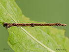  70.243 Swallow-tailed Moth larva 26mm Copyright Martin Evans 