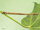 70.243 Swallow-tailed Moth larva 45mm Copyright Martin Evans 