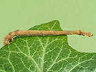  70.243 Swallow-tailed Moth larva 63mm Copyright Martin Evans 