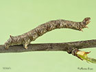  70.244 Feathered Thorn larva 50mm  Copyright Martin Evans 