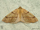 70.244 Feathered Thorn female Copyright Martin Evans 