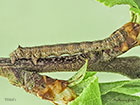  70.244 Feathered Thorn larva 16mm Copyright Martin Evans 