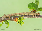  70.244 Feathered Thorn larva 33mm Copyright Martin Evans 