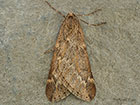 March Moth male Copyright Martin Evans Copyright Martin Evans 
