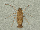 March Moth female Copyright Martin Evans 