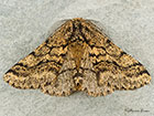  70.248 Brindled Beauty Copyright Martin Evans 