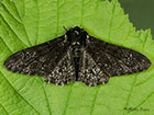  70.252 Peppered Moth Copyright Martin Evans 