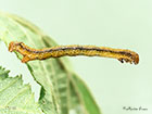  70.254 Scarce Umber larva 17mm Copyright Martin Evans 