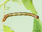  70.254 Scarce Umber larva 17mm Copyright Martin Evans 