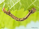  70.254 Scarce Umber larva 18mm Copyright Martin Evans 
