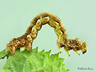  70.256 Mottled Umber larva 18mm Copyright Martin Evans 