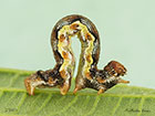  70.256 Mottled Umber larva 21mm Copyright Martin Evans 