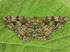  70.265 Mottled Beauty female Copyright Martin Evans 