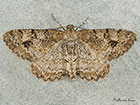  70.265 Mottled Beauty female Copyright Martin Evans 