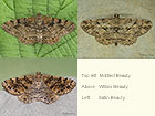  70.265 Mottled Beauty, Willow Beauty and Satin Beauty Copyright Martin Evans 